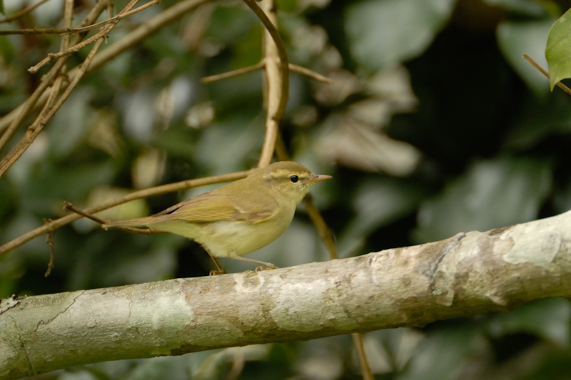 Tytler's Leaf-Warbler
