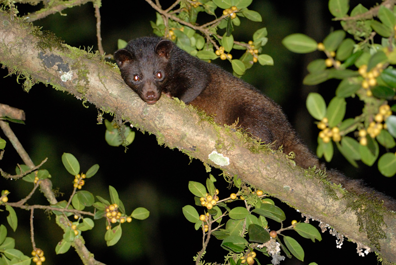 Brown Palm Civet
