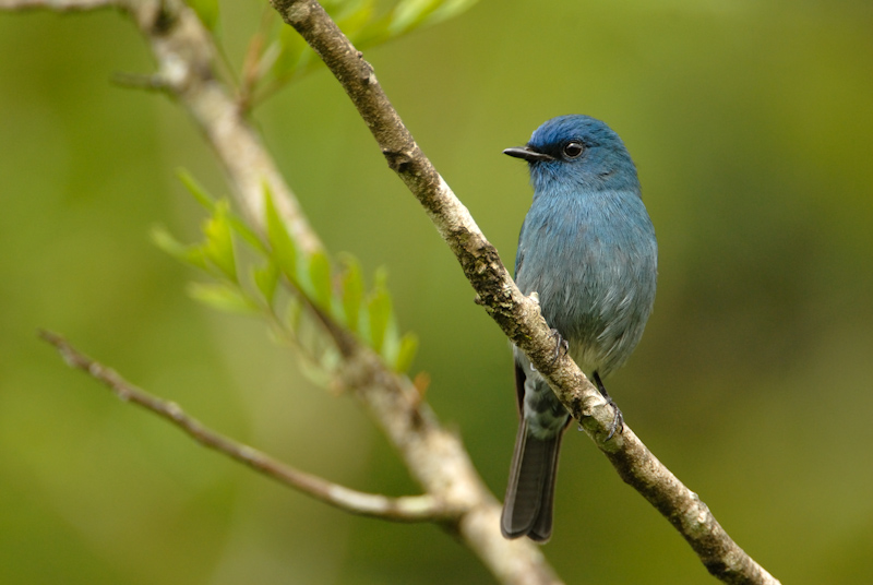 Nilgiri Flycatcher
