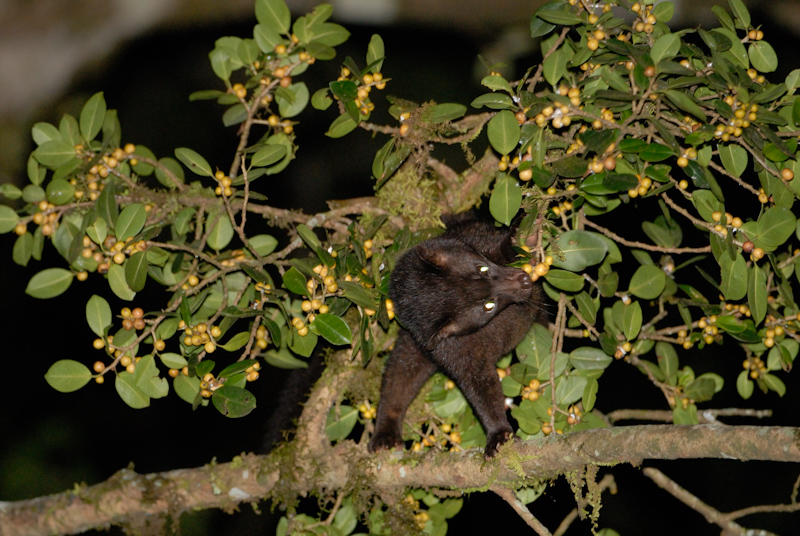 Brown Palm Civet
