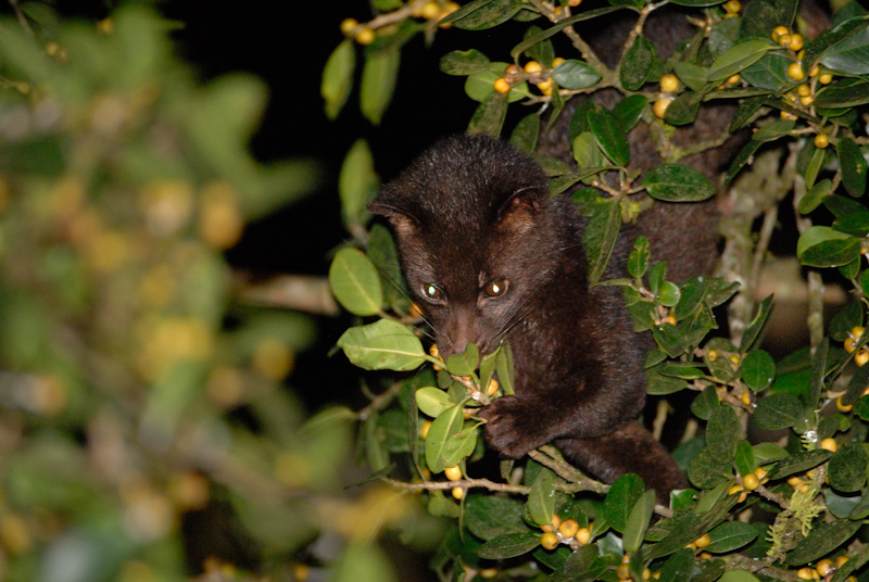 Brown Palm Civet - Feeding
