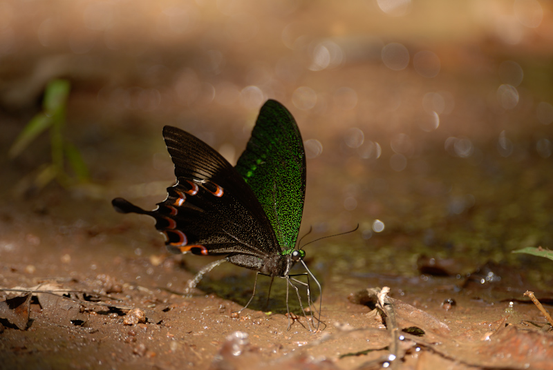 Common Banded Peacock
