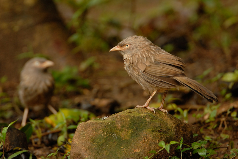 Jungle Babbler
