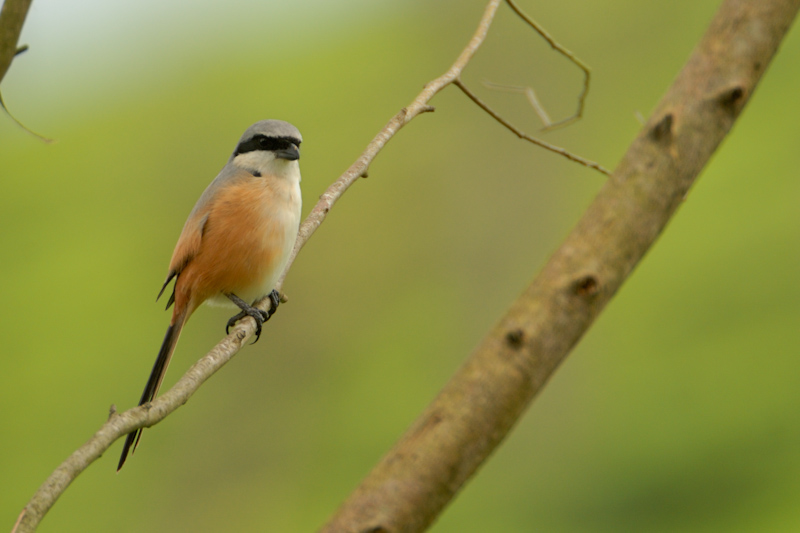 Long-tailed Shrike
