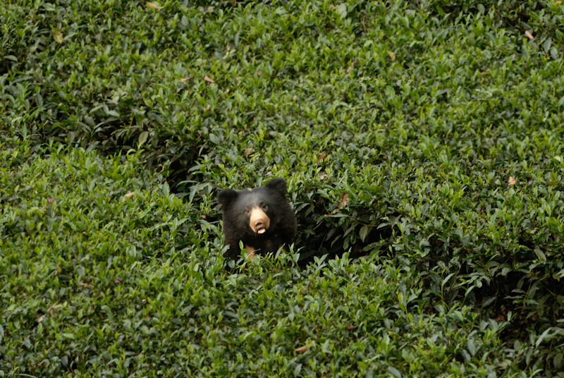 Sloth Bear in Tea
