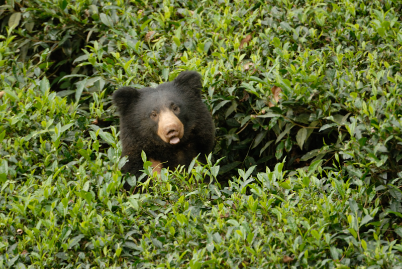 Sloth Bear
