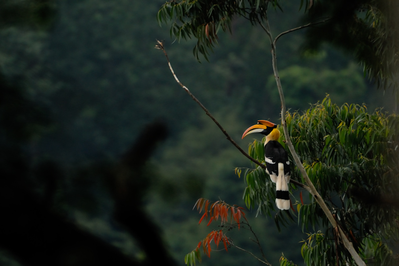 Great Hornbill
