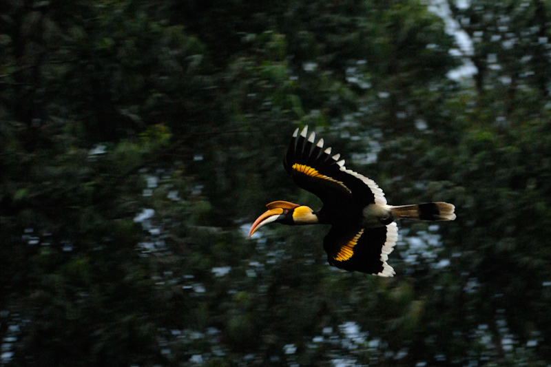 Great Hornbill
