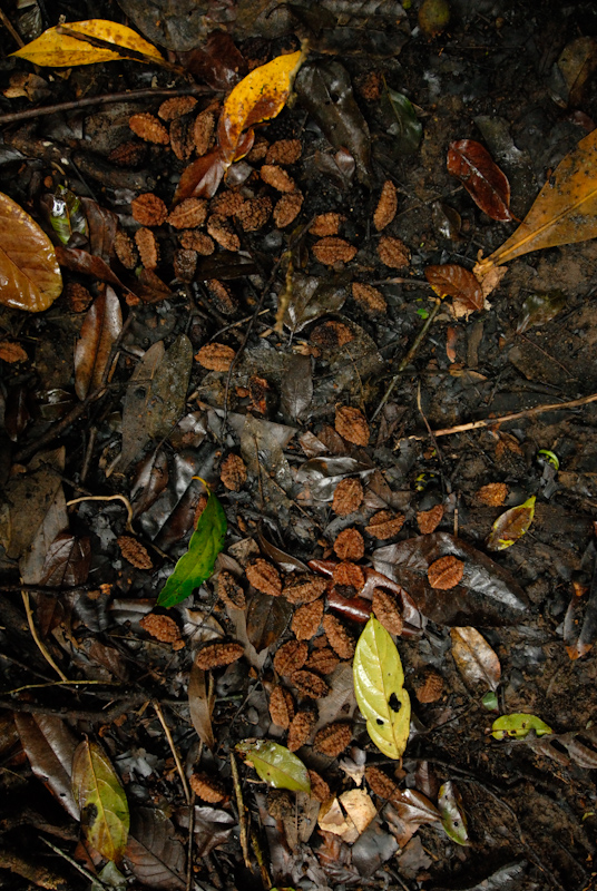 Wild Rudraksha seeds
