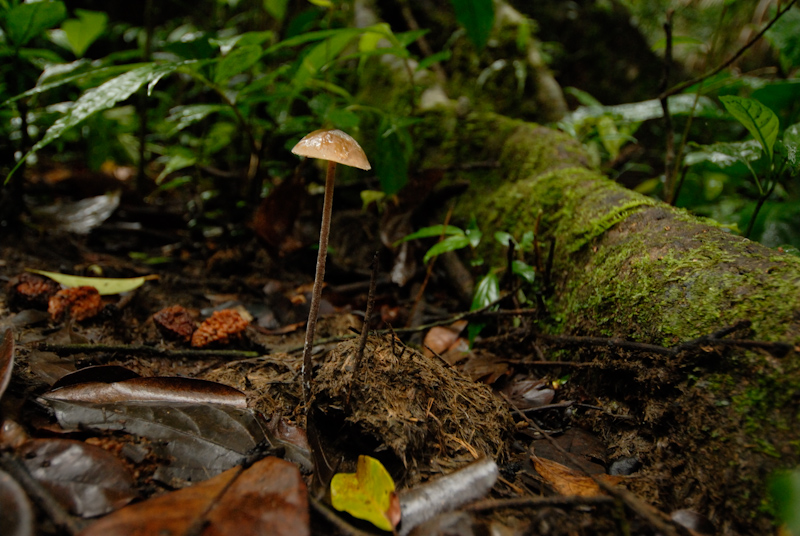 Mushroom on elephant dung
