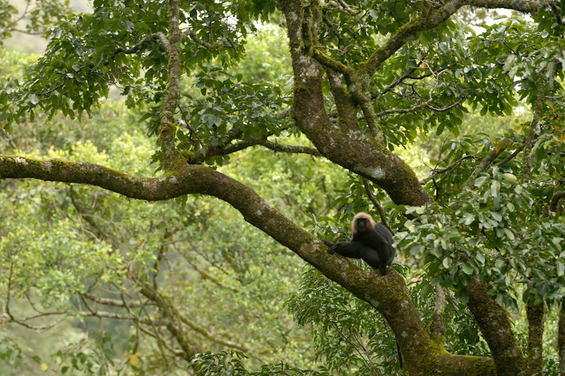 Nilgiri Langur
