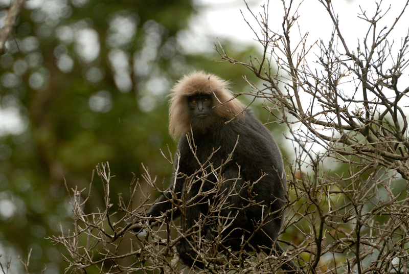 Nilgiri Langur
