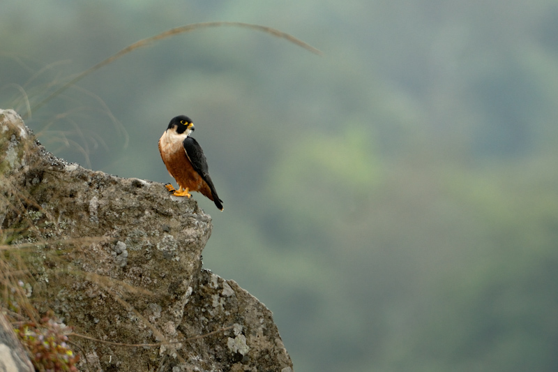 Shaheen Falcon
