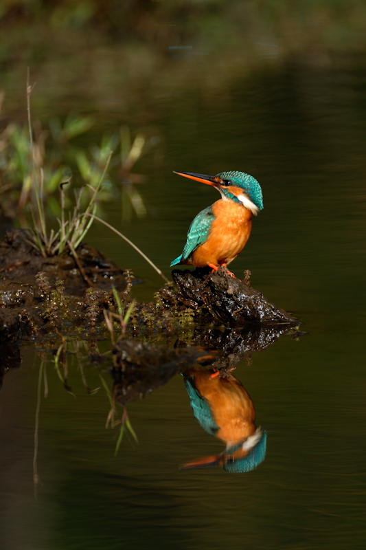 Common Kingfisher
