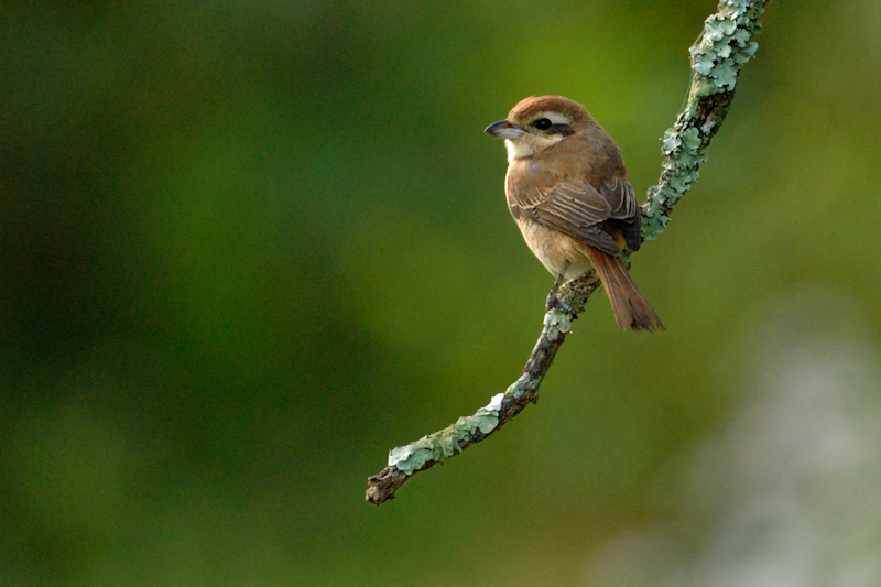 Brown Shrike
