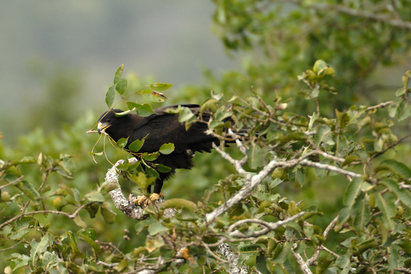 Black Eagle - nesting
