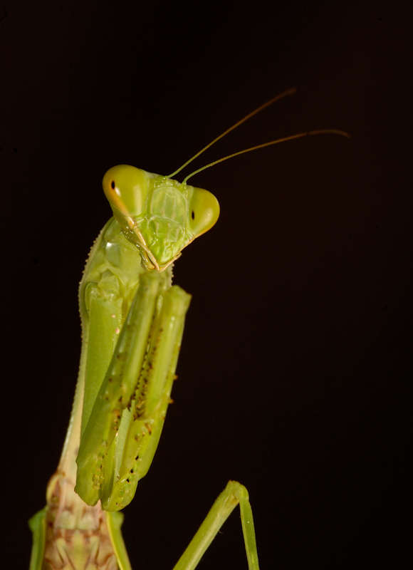 Praying Mantis
