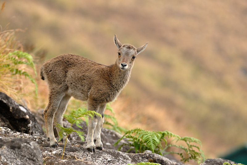 Nilgiri Tahr - Calf
