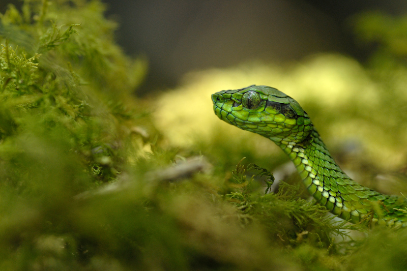 Large-scaled Pit Viper

