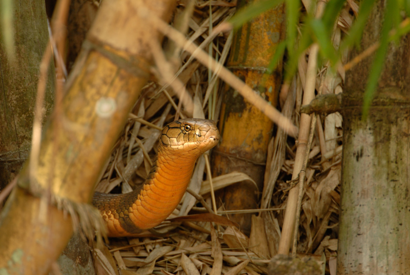 King Cobra
