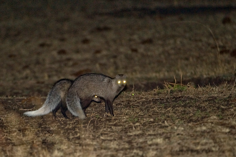 White-tailed mongoose
