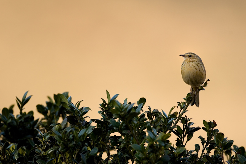 Nilgiri Pipit
