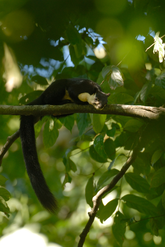 Malayan giant squirrel
