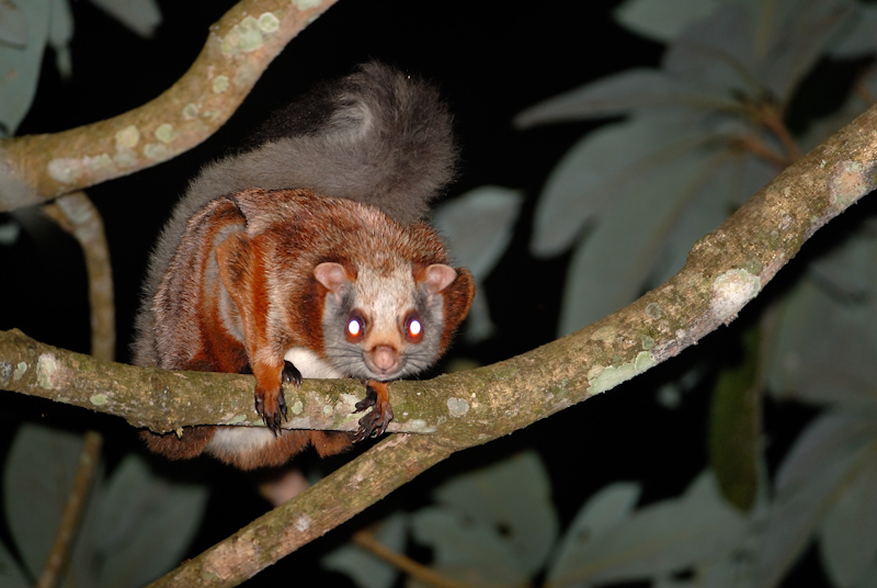 Red Flying Squirrel
