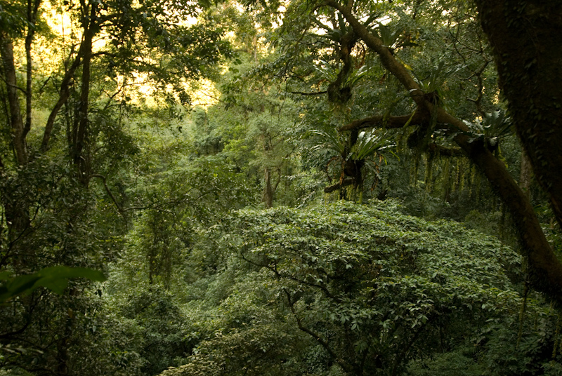Low-land Rainforests
