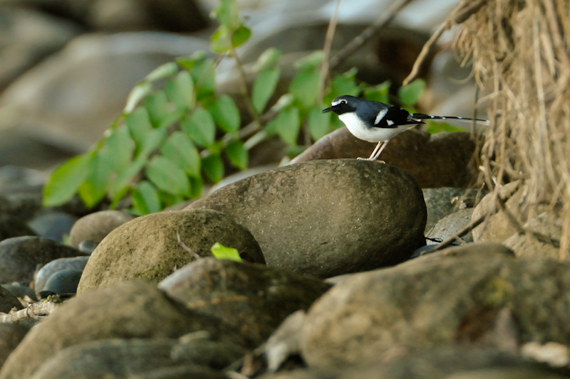 Slaty-backed forktail
