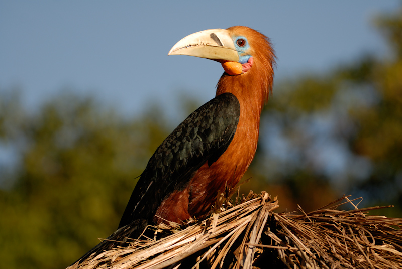 Rufous-necked Hornbill
