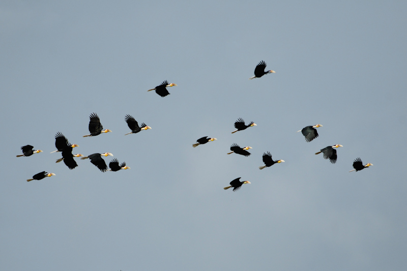 Wreathed Hornbills
