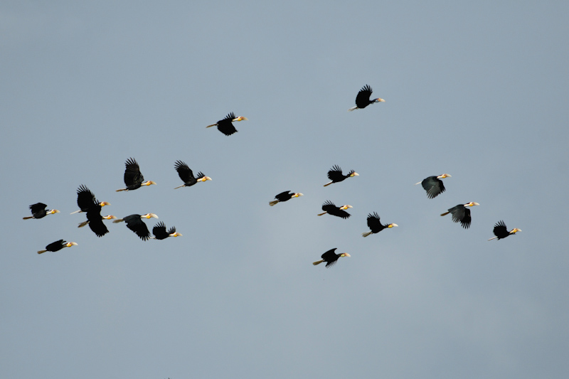 Wreathed Hornbills
