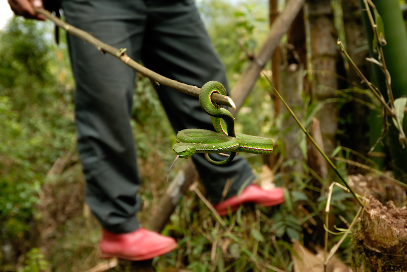 Catching Medo's pit viper
