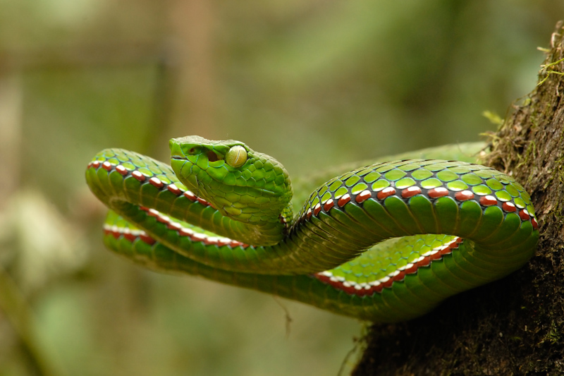 Medo's Pit Viper
