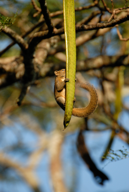 Hoary-bellied Squirrel
