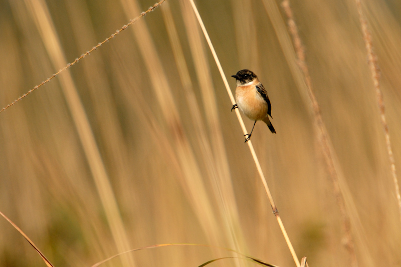 Siberian stonechat
