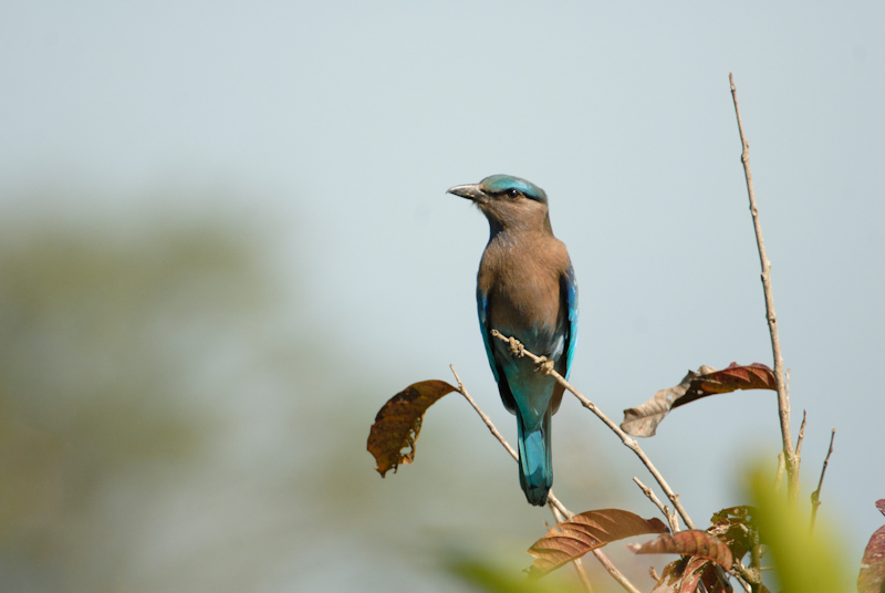 Indian Roller (dark morph)
