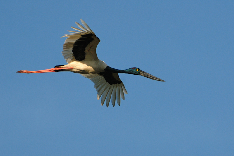 Black-necked Stork
