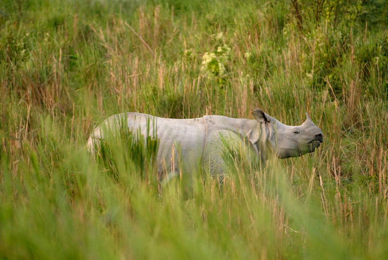 Indian Rhinoceros
