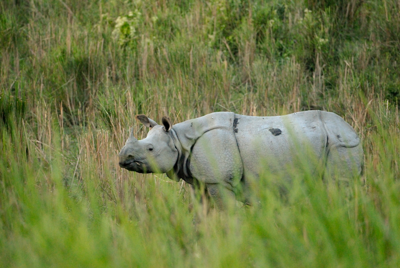 Indian Rhinoceros
