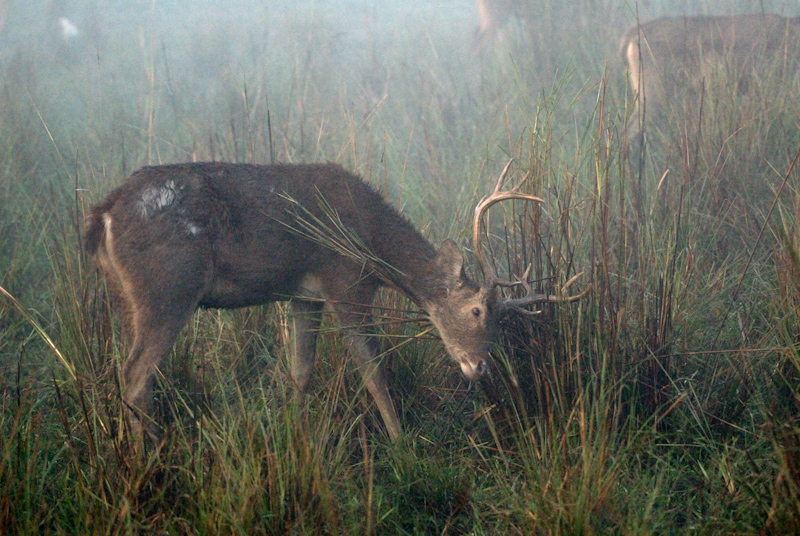 Swamp Deer
