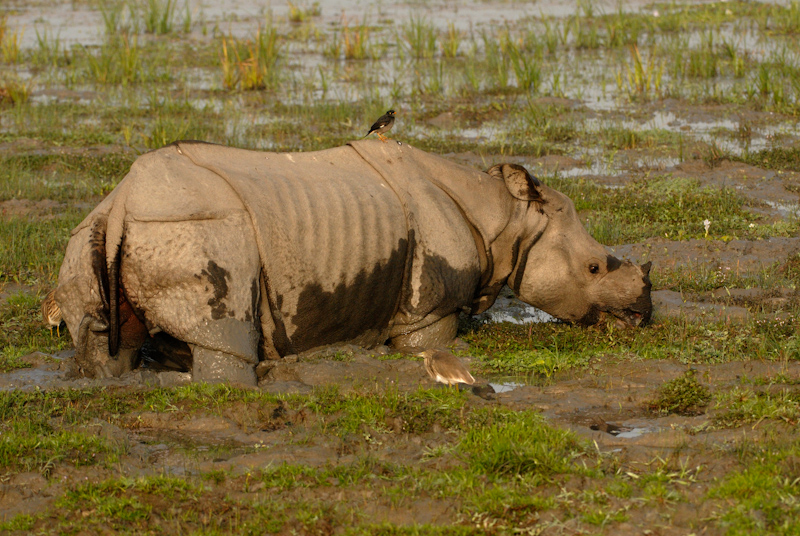 Indian Rhinoceros
