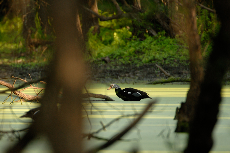 White-winged Wood Duck
