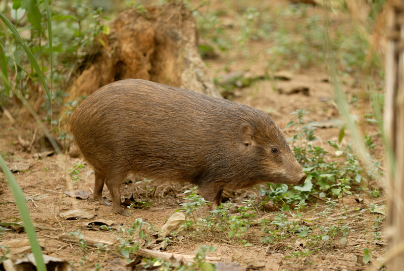 Pygmy Hog
