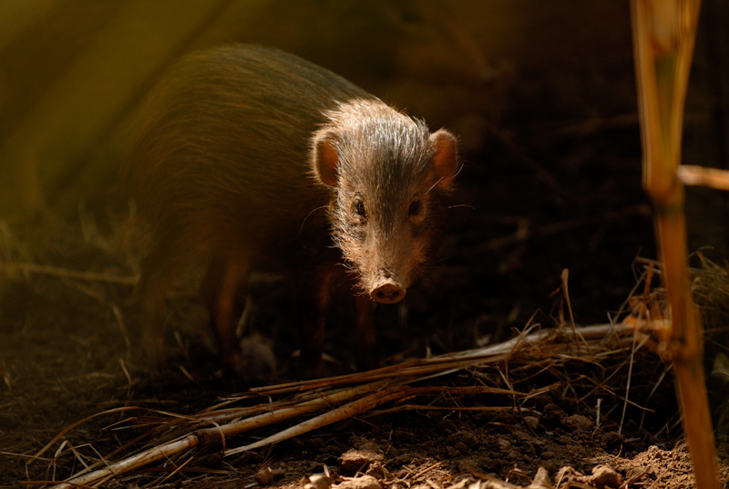 Pygmy hog - Young
