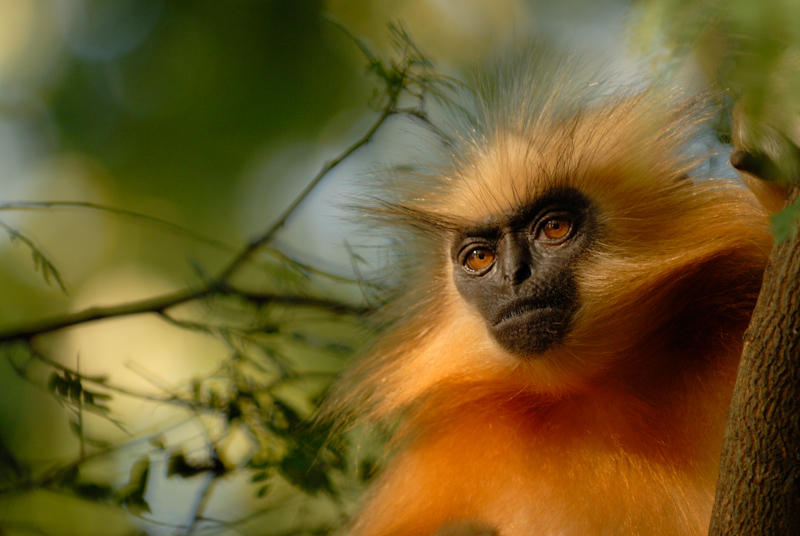 Golden Langur
