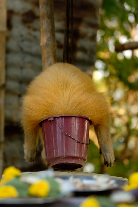 Thirsty Langur
