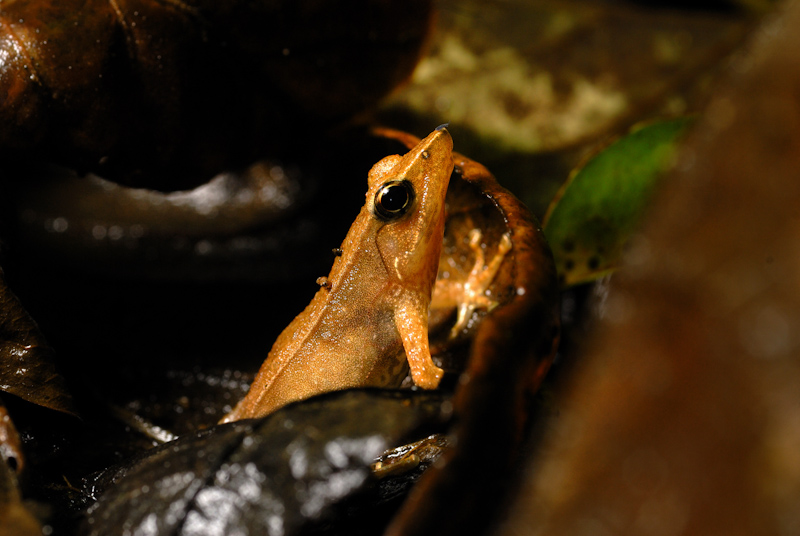 Micrixalus fuscus
