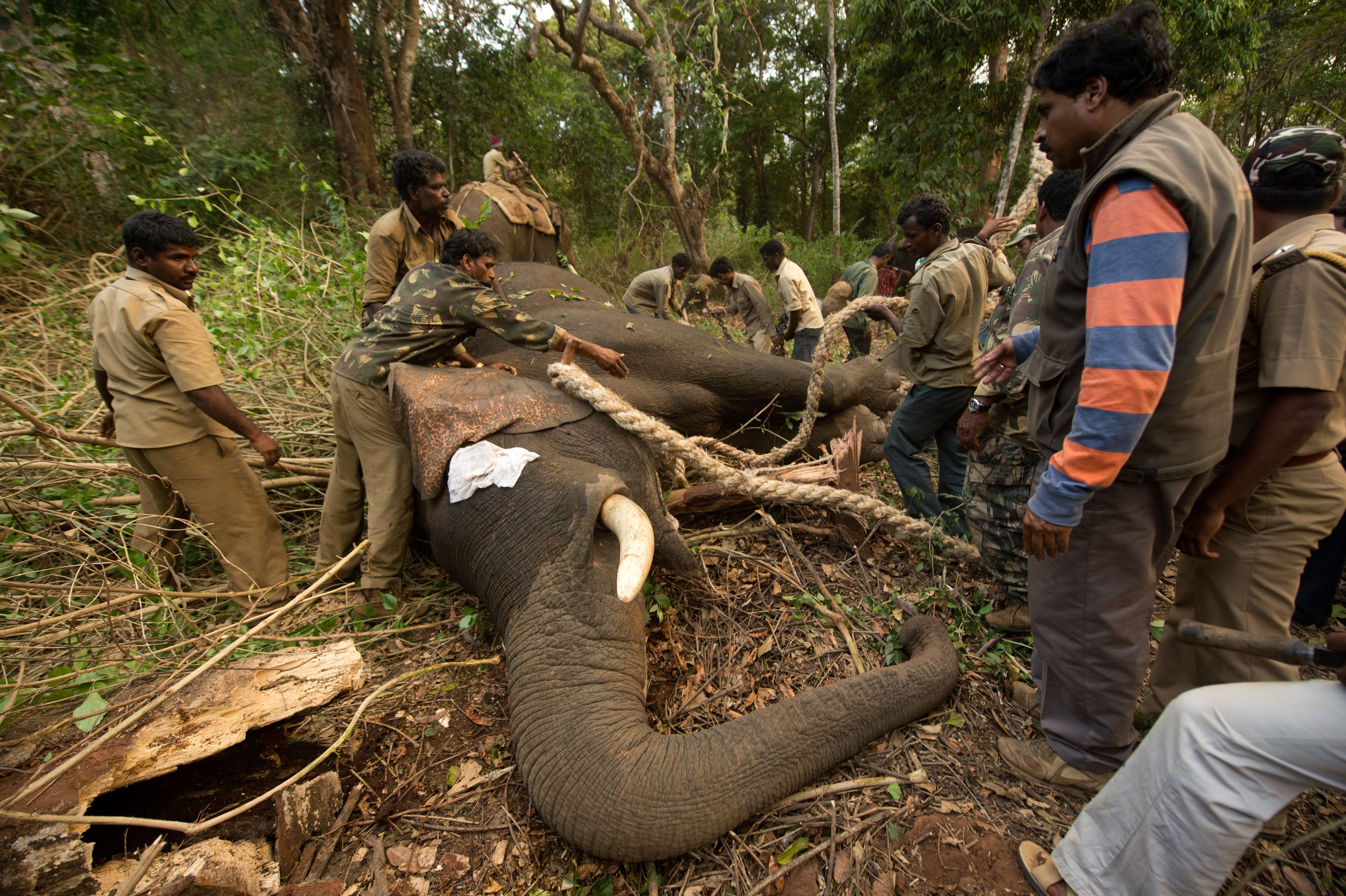 Forest officials and mahouts rope the captured elephant